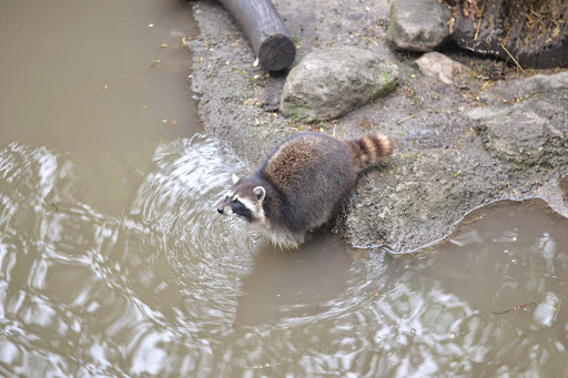 Zoo «Cosley Zoo», reviews and photos, 1356 N Gary Ave, Wheaton, IL 60187, USA