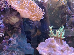 Aqua Lab Aquaria - photo 99