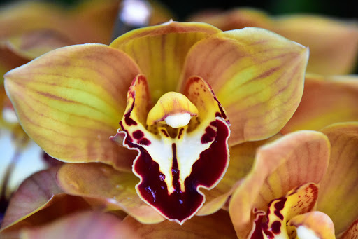 Sherman Library & Gardens image