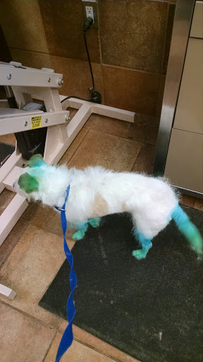 Pet Supply Store «PetSmart», reviews and photos, 1733 S Stapley Dr, Mesa, AZ 85204, USA