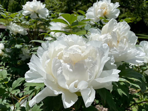 Park «Endicott Park (Town of Danvers)», reviews and photos, 57 Forest St, Danvers, MA 01923, USA