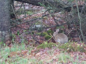 Davis Conservation Area - photo 18