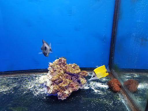Pet Store «Tanks A Lot Aquariums», reviews and photos, 6680 Lantana Rd, Lake Worth, FL 33467, USA