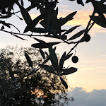 Photo n°1 de l'avis de Szabolcs.s fait le 21/10/2019 à 05:26 sur le  Il Favaio - Agriturismo con Cucina à Paciano