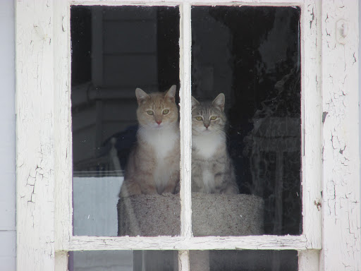 Pet Supply Store «PetSmart», reviews and photos, 2102 W Union Blvd #22A, Bethlehem, PA 18018, USA