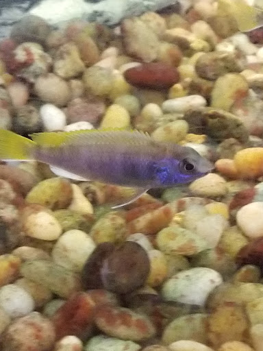 Pet Supply Store «PetSmart», reviews and photos, 1591 Bradley Park Dr, Columbus, GA 31904, USA