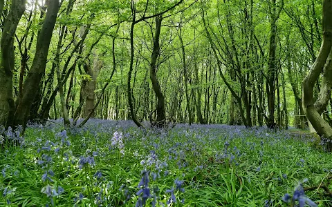 Heartwood Forest image