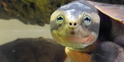 Reptile Store «Reptile Pets Direct», reviews and photos, 8088 Pat Booker Rd, Live Oak, TX 78233, USA