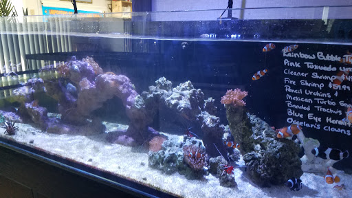 Pet Supply Store «Exotic Fish & Corals», reviews and photos, 374 New Haven Ave, Milford, CT 06460, USA