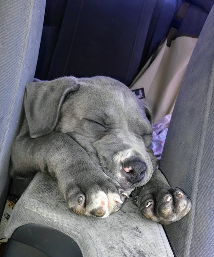 Pet Supply Store «PetSmart», reviews and photos, 2730 Pacific Coast Hwy, Torrance, CA 90505, USA