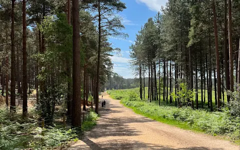 Swinley Forest image