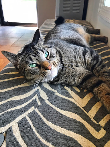 Veterinarian «The Pets I Love Veterinary Hospital», reviews and photos, 200 Spring St, Monroe, NY 10950, USA