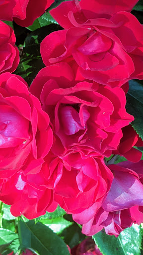 Park «Brookdale Park», reviews and photos, 473 Watchung Ave, Bloomfield, NJ 07003, USA