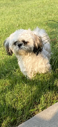 Pet Supply Store «PetSmart», reviews and photos, 401 S Mt Juliet Rd #645, Mt Juliet, TN 37122, USA