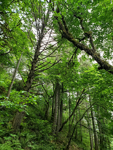 Golf Course «The Home Course», reviews and photos, Golf House Rd, DuPont, WA 98327, USA