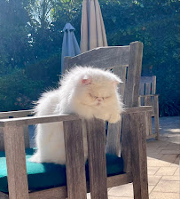 Pet-Tech Sitting by Michelle - Photo 7 - Car repair in Sherman Oaks, CA, Los Angeles