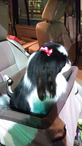 Pet Supply Store «PetSmart», reviews and photos, 15042 Summit Ave, Fontana, CA 92336, USA