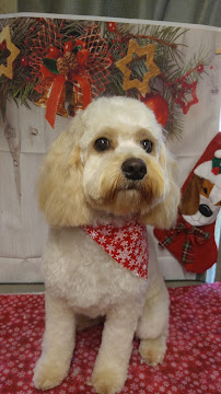 Debi's Pet Grooming - Photo 3 - Car repair in Spring Hill, FL, Spring Hill