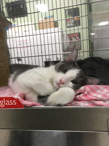 Pet Supply Store «PetSmart», reviews and photos, 1411 S Harbor Blvd, Fullerton, CA 92832, USA