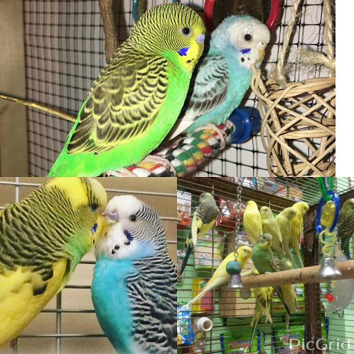 Tropical Fish Store «Caribbean Pets», reviews and photos, 298 Central Ave, Jersey City, NJ 07307, USA