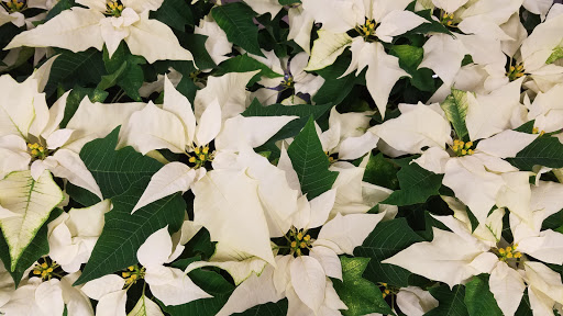 Florist «Flowerama of Springfield», reviews and photos, 659 W Sunshine St, Springfield, MO 65807, USA