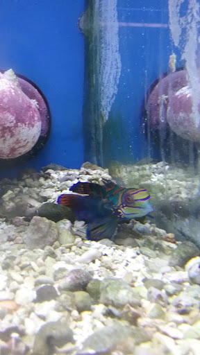 Tropical Fish Store «Waterbury Aquarium», reviews and photos, 406 Watertown Ave, Waterbury, CT 06708, USA