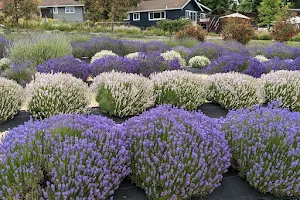 The Lavender Labyrinth And Flower Gardens image
