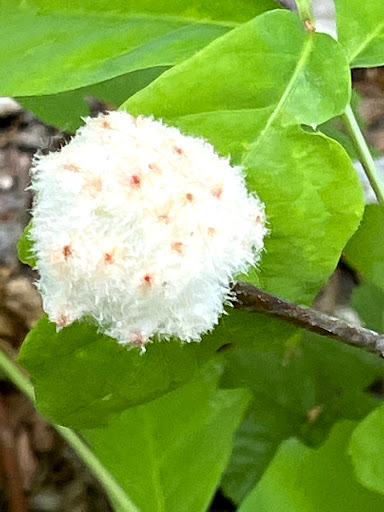 Nature Preserve «Eliason Nature Reserve», reviews and photos, 9501 Shaver Rd, Portage, MI 49024, USA