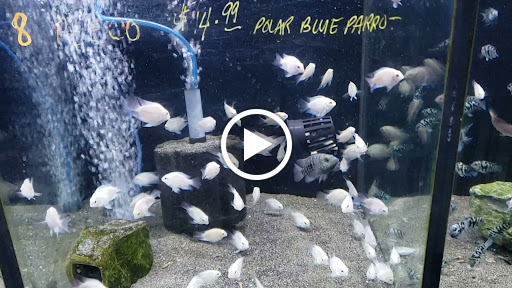 Aquarium Shop «Golden Aquarium», reviews and photos, 1514 W 33rd St J, Chicago, IL 60608, USA