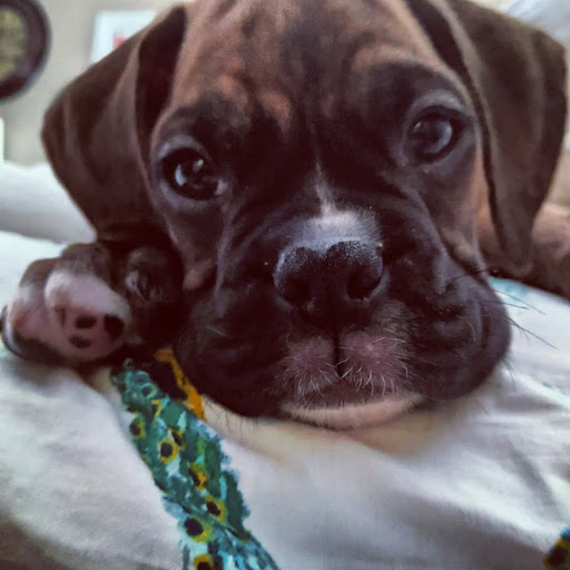 Pet Supply Store «PetSmart», reviews and photos, 1285 Johnson Ferry Rd, Marietta, GA 30068, USA