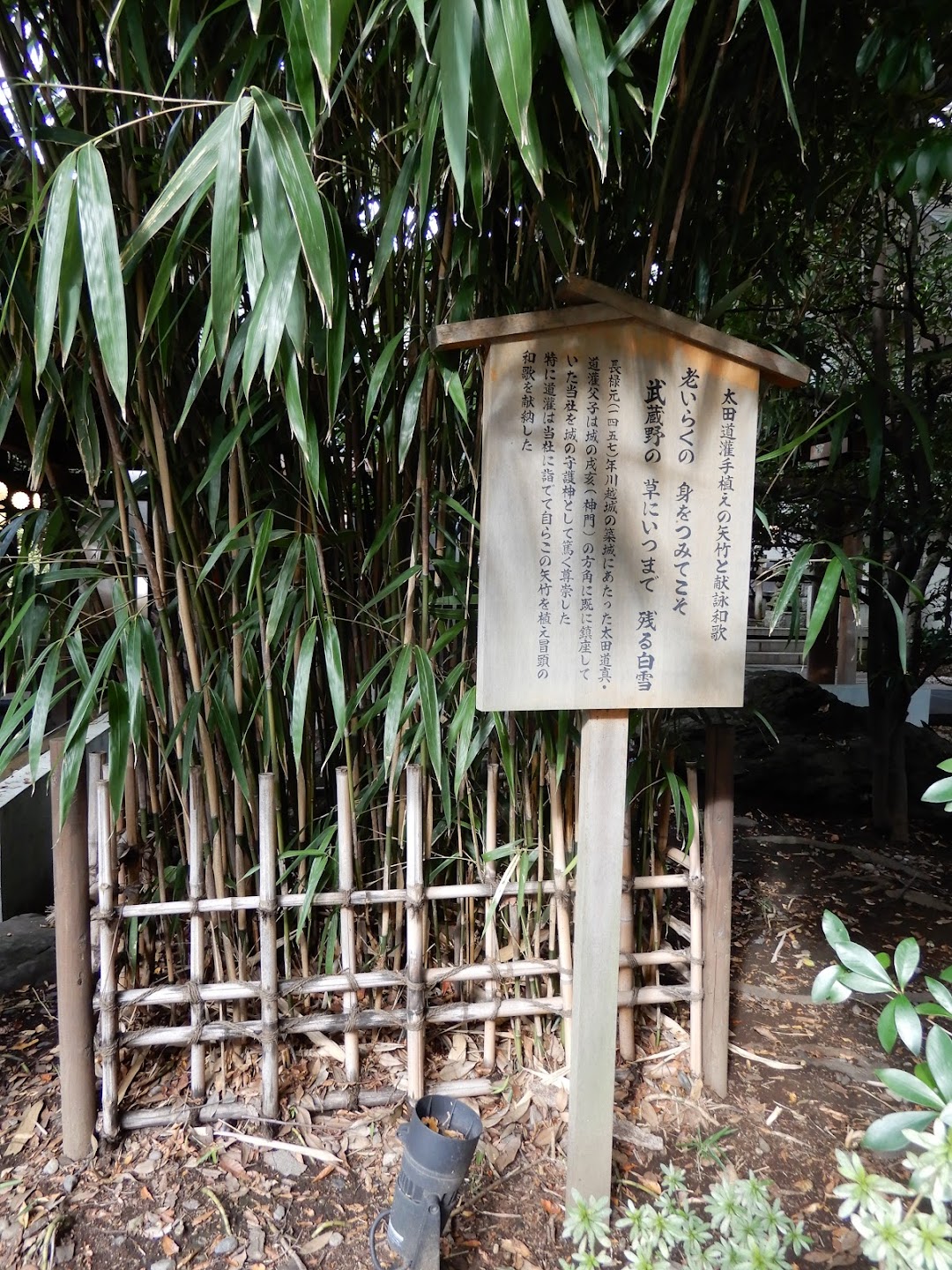 太田道灌手植えの矢竹