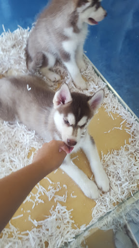 Pet Store «V.I. Pets», reviews and photos, 11975 E Lakewood Blvd, Holland, MI 49424, USA