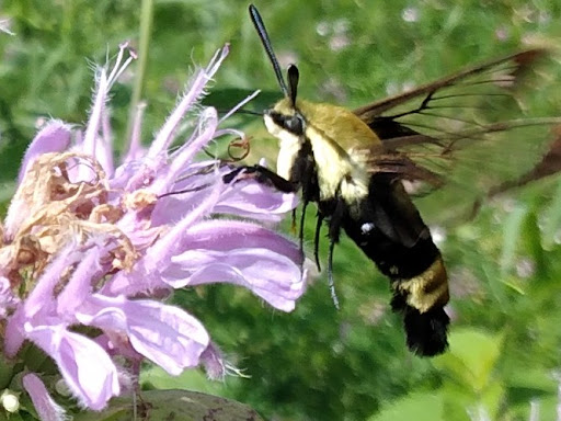 Bird Watching Area «Haehnle Sanctuary», reviews and photos, Seymour Rd, Pleasant Lake, MI 49272, USA