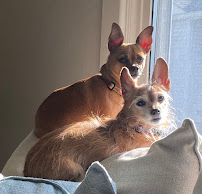 Hickory Pet Sitter - Photo 8 - Car repair in , Hickory