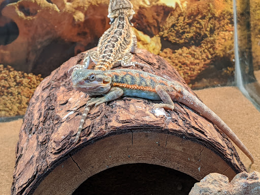 Tropical Fish Store «Sunset Pet & Supplies», reviews and photos, 1373 Sunset Blvd, Los Angeles, CA 90026, USA