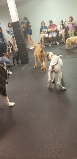 Pet Supply Store «Dogology», reviews and photos, 166 Albany Turnpike, Canton, CT 06019, USA