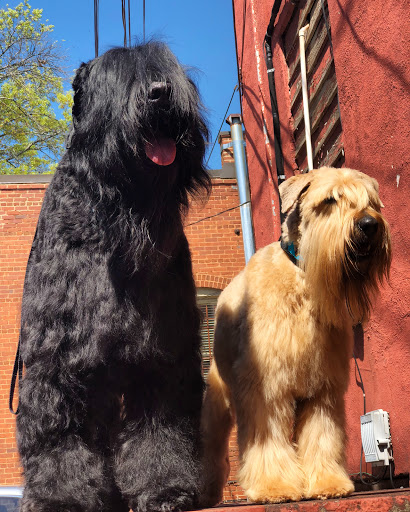 Pet Groomer «The Fetch House», reviews and photos, 130 W Washington St, Madison, GA 30650, USA