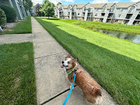 Cloud 9 Canine - Kalamazoo Pet Care & West Michigan Dog Training - Photo 6 - Car repair in Kalamazoo, MI, Kalamazoo