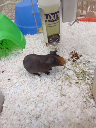 Pet Supply Store «Pet Supermarket», reviews and photos, 1746 E Silver Springs Blvd, Ocala, FL 34470, USA