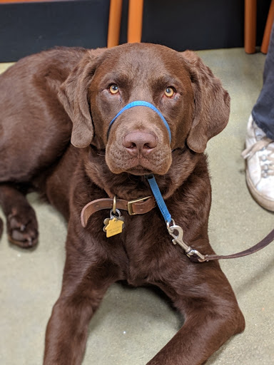 Pet Supply Store «PetSmart», reviews and photos, 160 Washington St #701, Rochester, NH 03839, USA