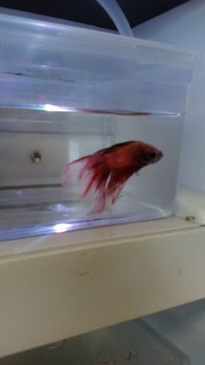 Pet Supply Store «Petsense Crossville», reviews and photos, 68 The Crossings, Crossville, TN 38555, USA