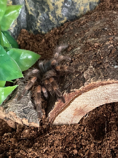 Pet Store «Birds & Beasts Pet Shop», reviews and photos, 35 Berkshire Dr # 18, Crystal Lake, IL 60014, USA