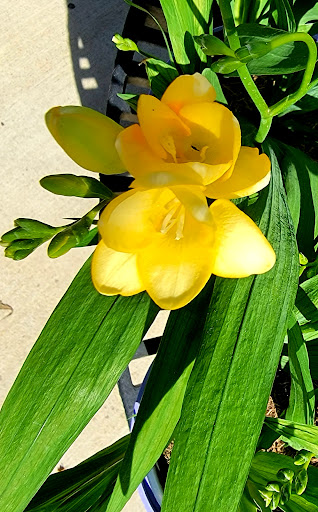 Department Store «Walmart Supercenter», reviews and photos, 45485 Miramar Way, California, MD 20619, USA