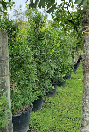 Plant Nursery «HOUSTON PLANTS & GARDEN WORLD», reviews and photos, 16726 North Fwy, Houston, TX 77090, USA