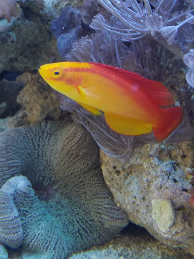 Tropical Fish Store «The Fish Store», reviews and photos, 2050 Chamblee Tucker Rd, Chamblee, GA 30341, USA