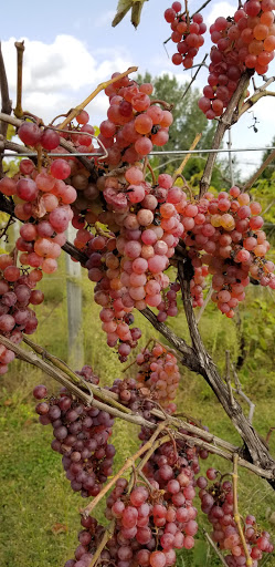 Winery «Wild Mountain Winery», reviews and photos, 16906 Wild Mountain Rd, Taylors Falls, MN 55084, USA