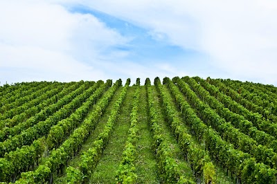 Photos of Gr&oacute;f Buttler Wine Company.