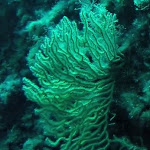 Photo n° 1 de l'avis de Nautilus.C fait le 17/10/2019 à 07:19 pour Plongée Porto Ciuttata à PORTO