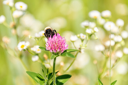Nature Preserve «Shaw Nature Reserve», reviews and photos, 307 Pinetum Loop Rd, Gray Summit, MO 63039, USA
