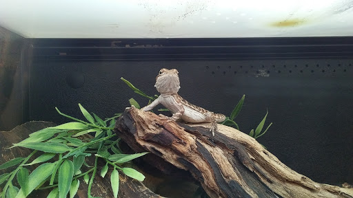 Pet Supply Store «PetSmart», reviews and photos, 3132 Vestal Pkwy E, Vestal, NY 13850, USA